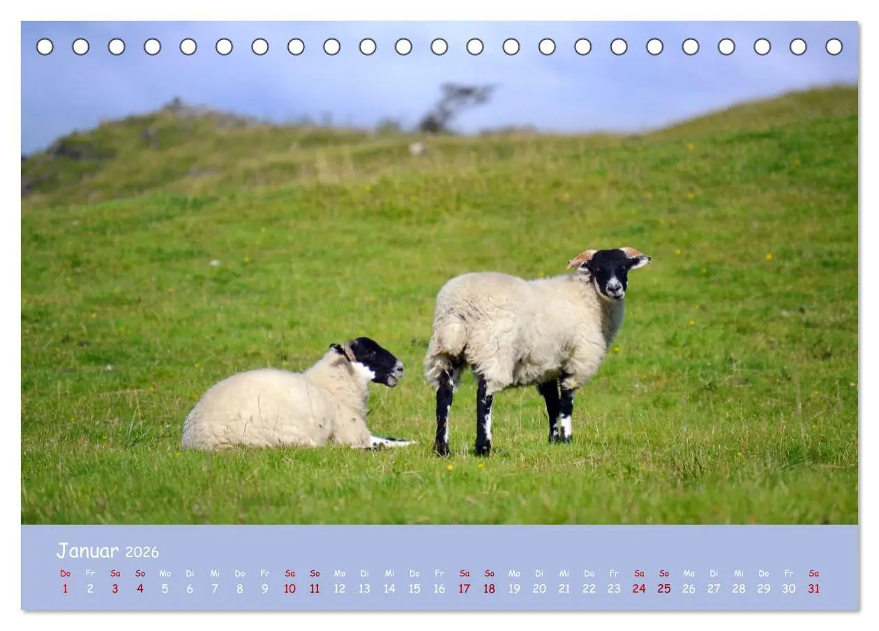 Bild: 9783457416112 | Wolle &amp; Hörner (Tischkalender 2026 DIN A5 quer), CALVENDO...