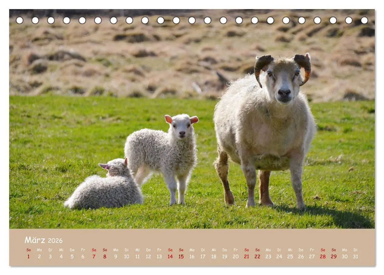 Bild: 9783457416112 | Wolle &amp; Hörner (Tischkalender 2026 DIN A5 quer), CALVENDO...