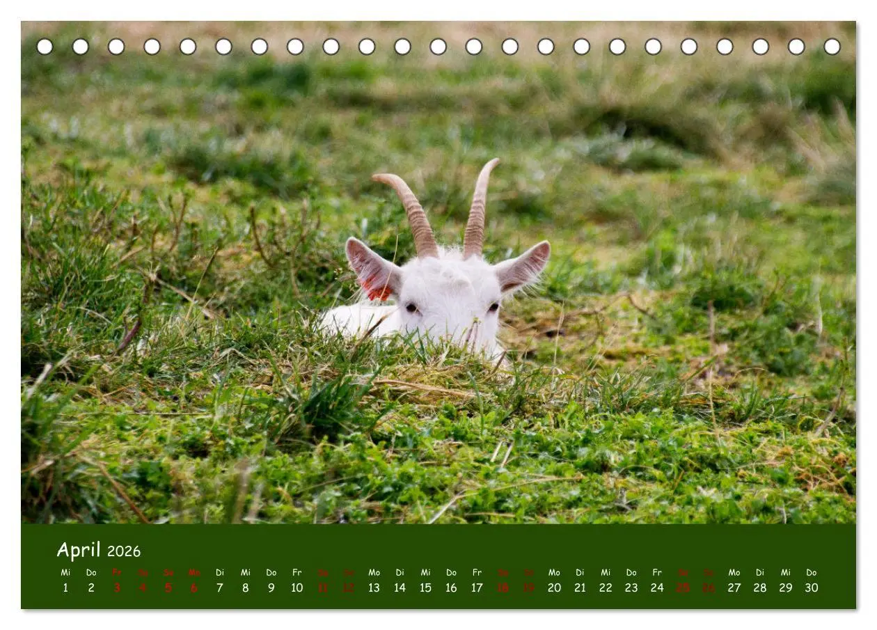 Bild: 9783457416112 | Wolle &amp; Hörner (Tischkalender 2026 DIN A5 quer), CALVENDO...