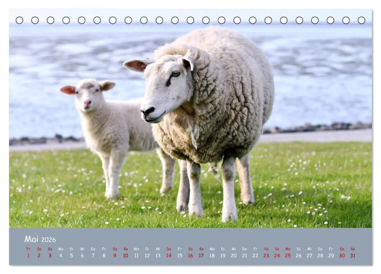 Bild: 9783457416112 | Wolle &amp; Hörner (Tischkalender 2026 DIN A5 quer), CALVENDO...