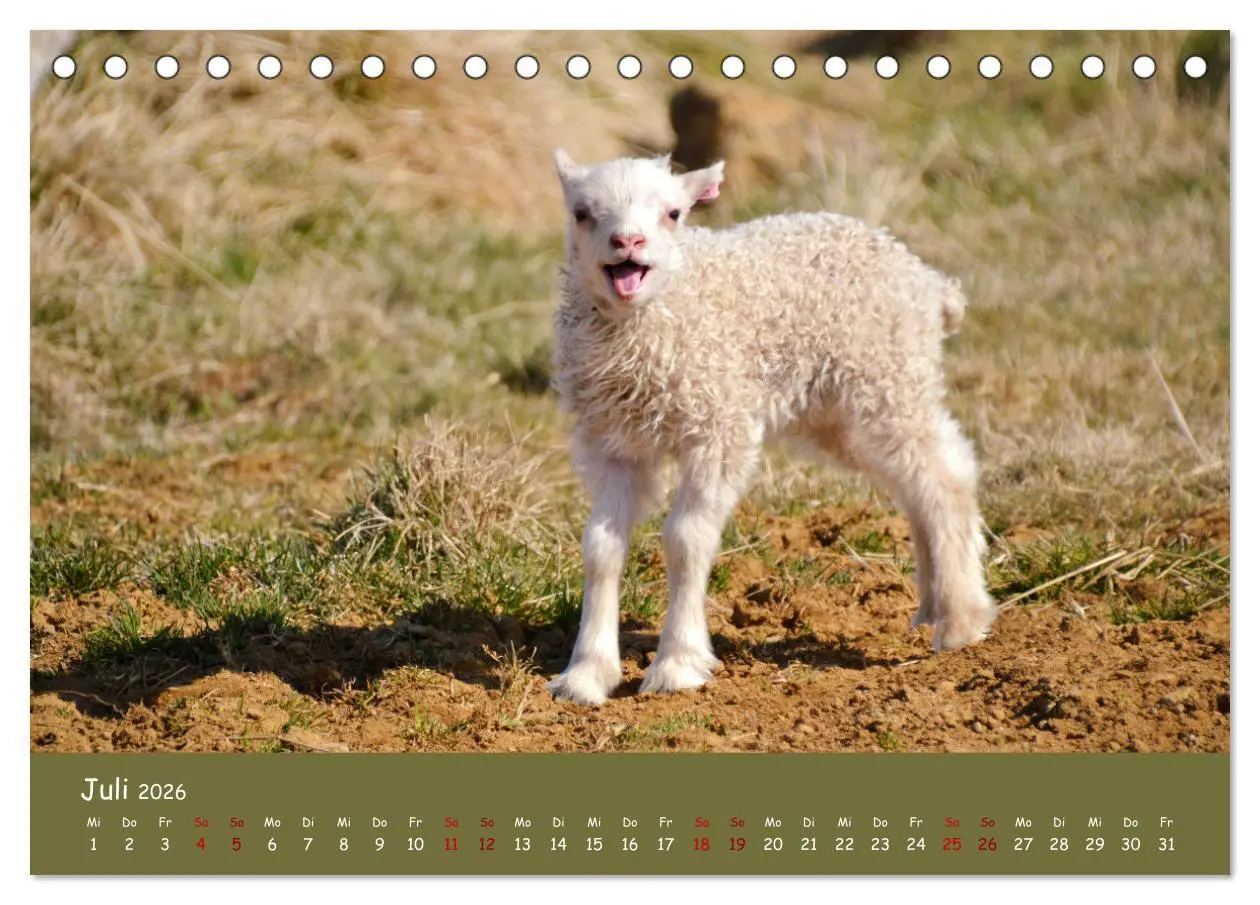 Bild: 9783457416112 | Wolle &amp; Hörner (Tischkalender 2026 DIN A5 quer), CALVENDO...