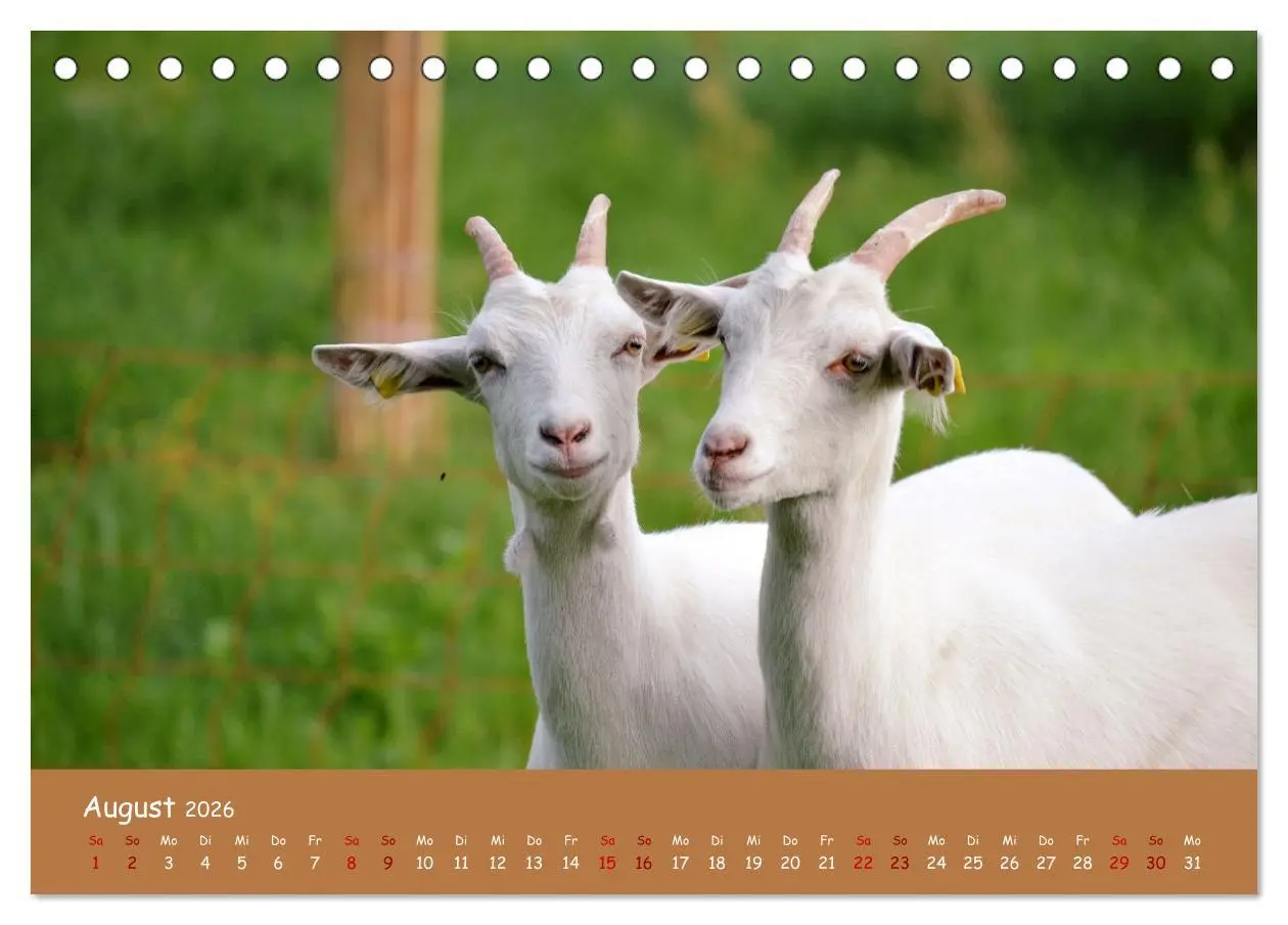 Bild: 9783457416112 | Wolle &amp; Hörner (Tischkalender 2026 DIN A5 quer), CALVENDO...