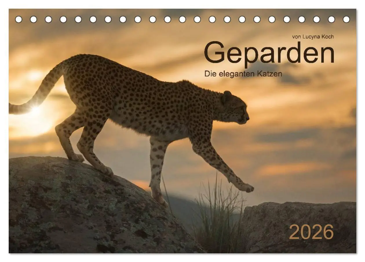 Cover: 9783457946312 | Geparden. Die eleganten Katzen. (Tischkalender 2026 DIN A5 quer),...