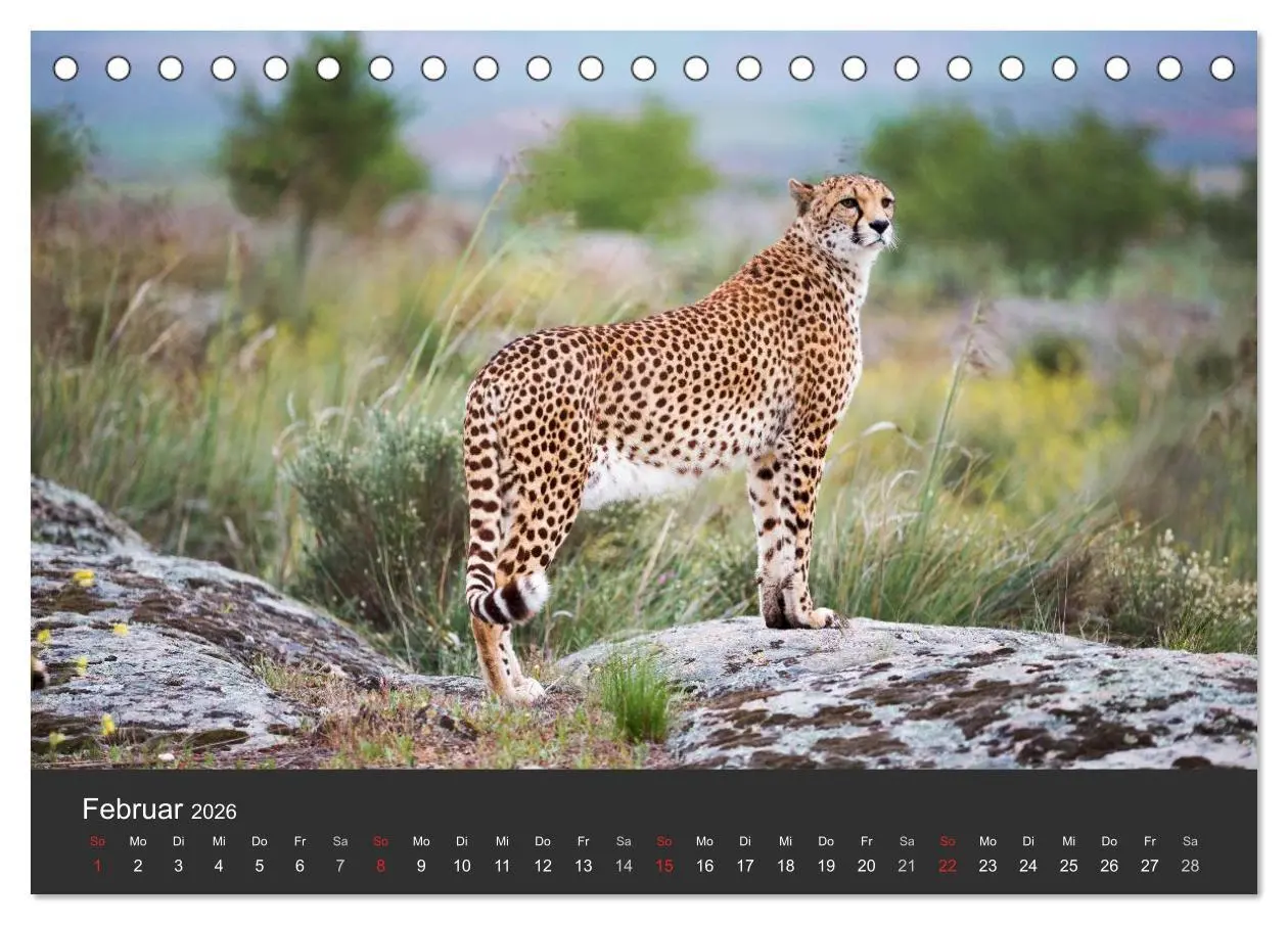 Bild: 9783457946312 | Geparden. Die eleganten Katzen. (Tischkalender 2026 DIN A5 quer),...