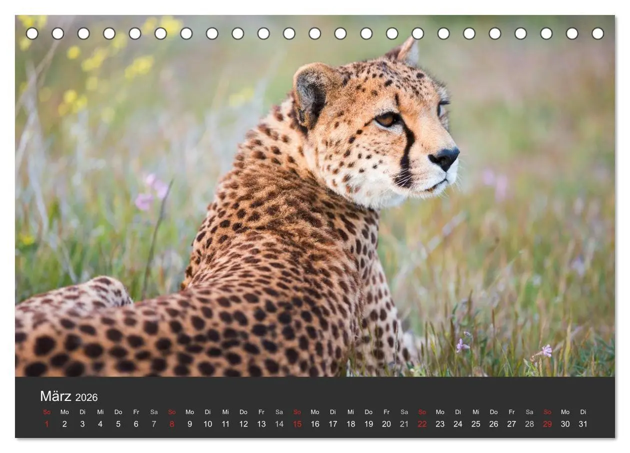 Bild: 9783457946312 | Geparden. Die eleganten Katzen. (Tischkalender 2026 DIN A5 quer),...