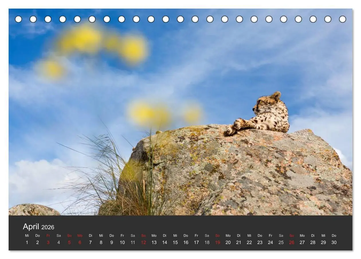 Bild: 9783457946312 | Geparden. Die eleganten Katzen. (Tischkalender 2026 DIN A5 quer),...