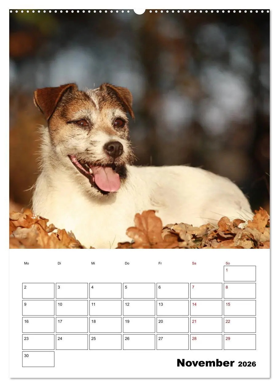 Bild: 9783516416312 | Tender Fellows - Parson Russell Terrier (Wandkalender 2026 DIN A2...
