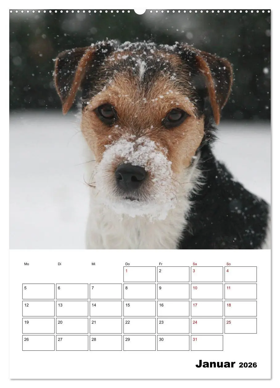 Bild: 9783516416312 | Tender Fellows - Parson Russell Terrier (Wandkalender 2026 DIN A2...