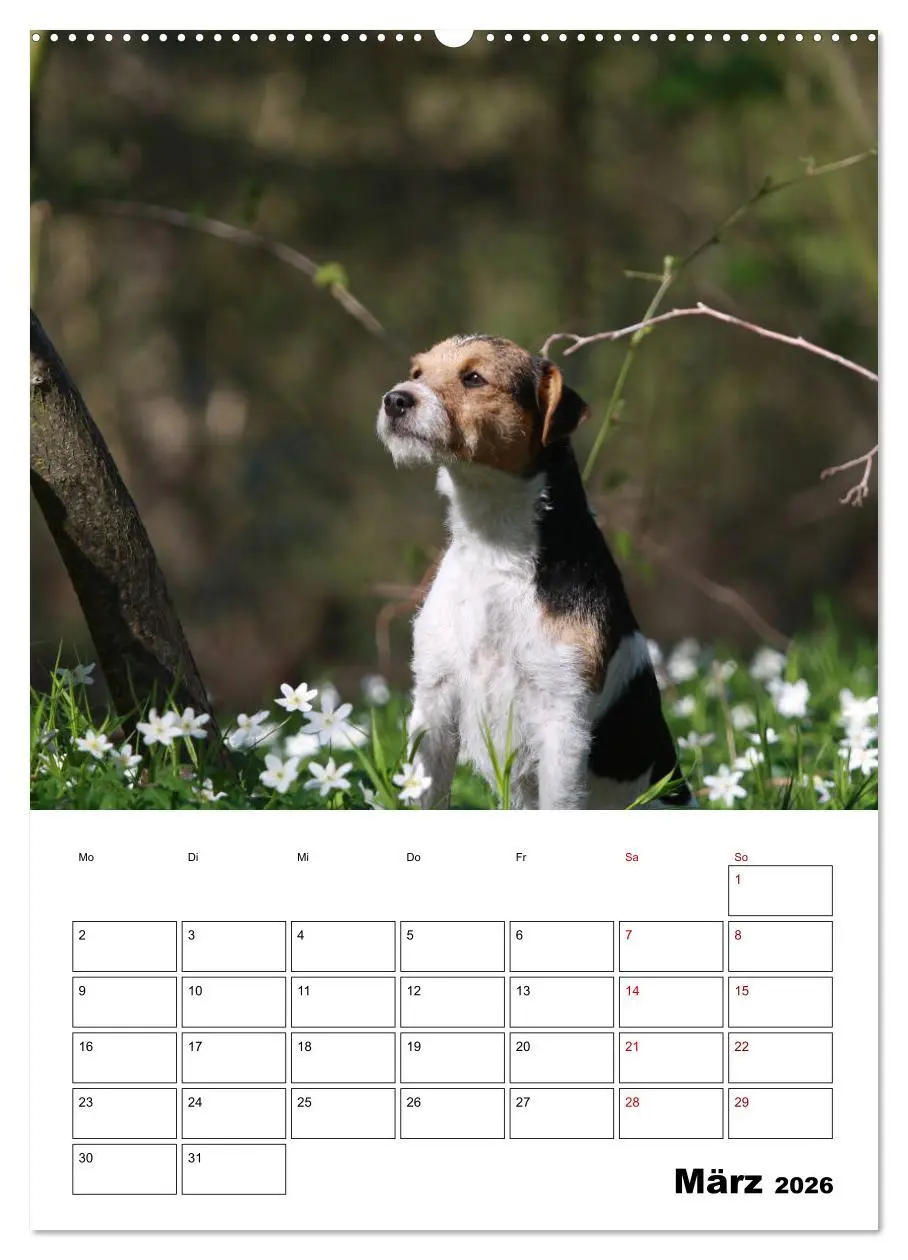 Bild: 9783516416312 | Tender Fellows - Parson Russell Terrier (Wandkalender 2026 DIN A2...