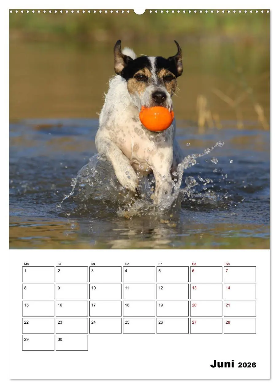 Bild: 9783516416312 | Tender Fellows - Parson Russell Terrier (Wandkalender 2026 DIN A2...