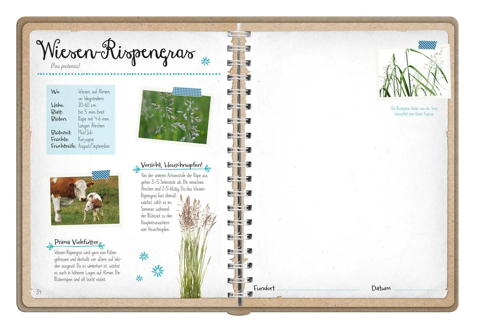 Bild: 9783845856612 | Naturforscher-Kids - Blüten und Blätter entdecken und sammeln | Buch