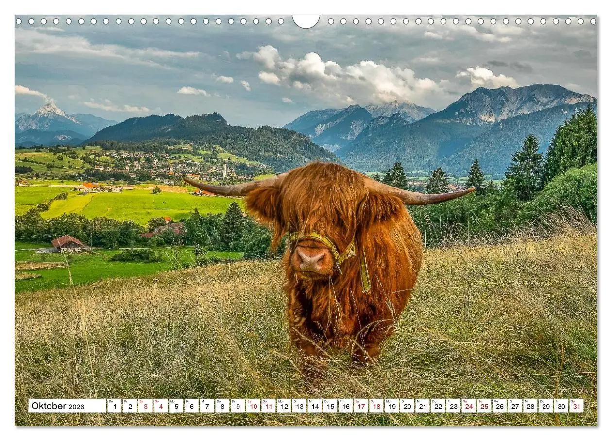 Bild: 9783516696912 | Kuhle Typen (Wandkalender 2026 DIN A3 quer), CALVENDO Monatskalender