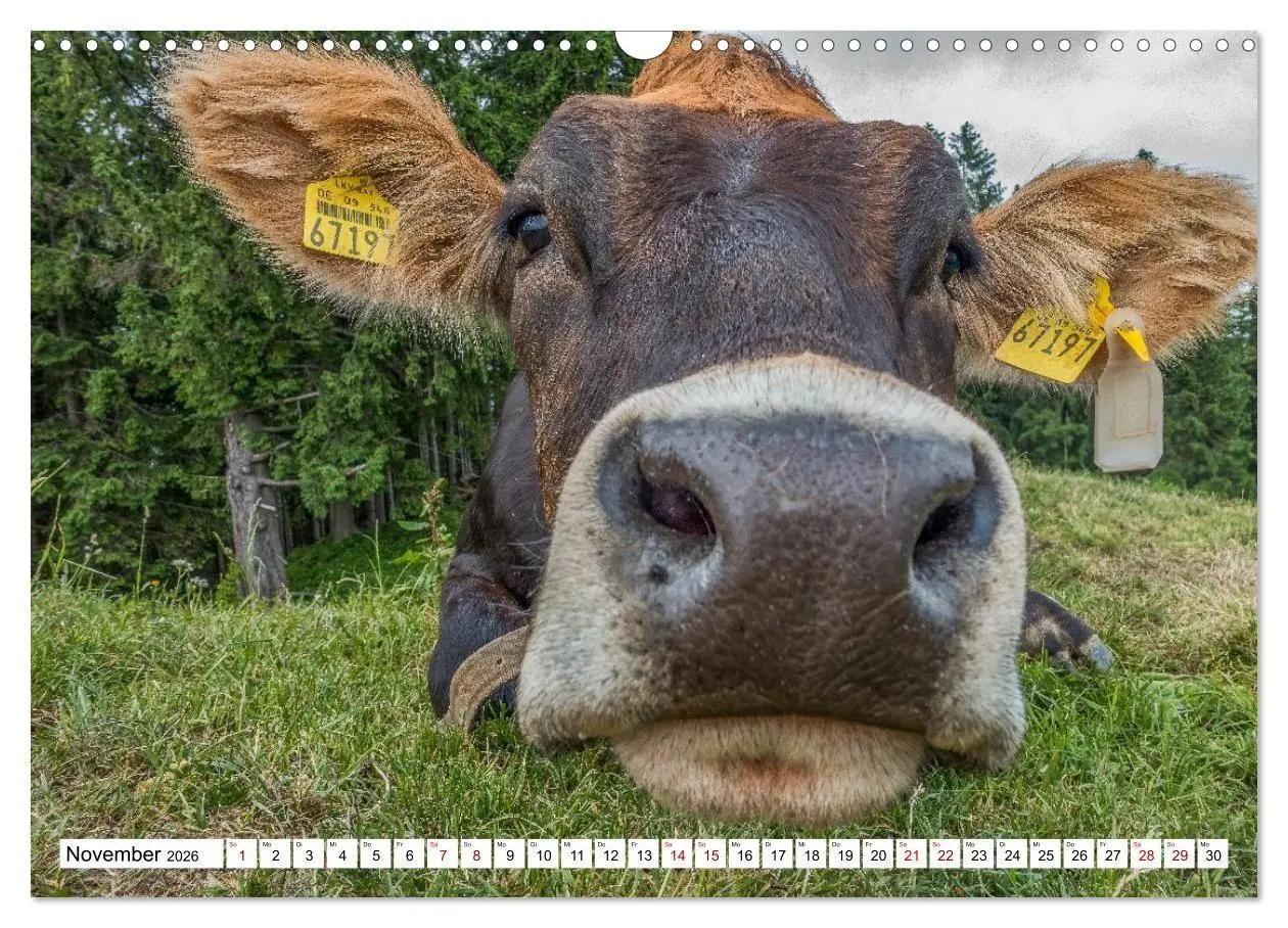 Bild: 9783516696912 | Kuhle Typen (Wandkalender 2026 DIN A3 quer), CALVENDO Monatskalender
