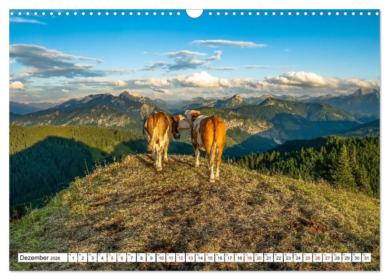 Bild: 9783516696912 | Kuhle Typen (Wandkalender 2026 DIN A3 quer), CALVENDO Monatskalender