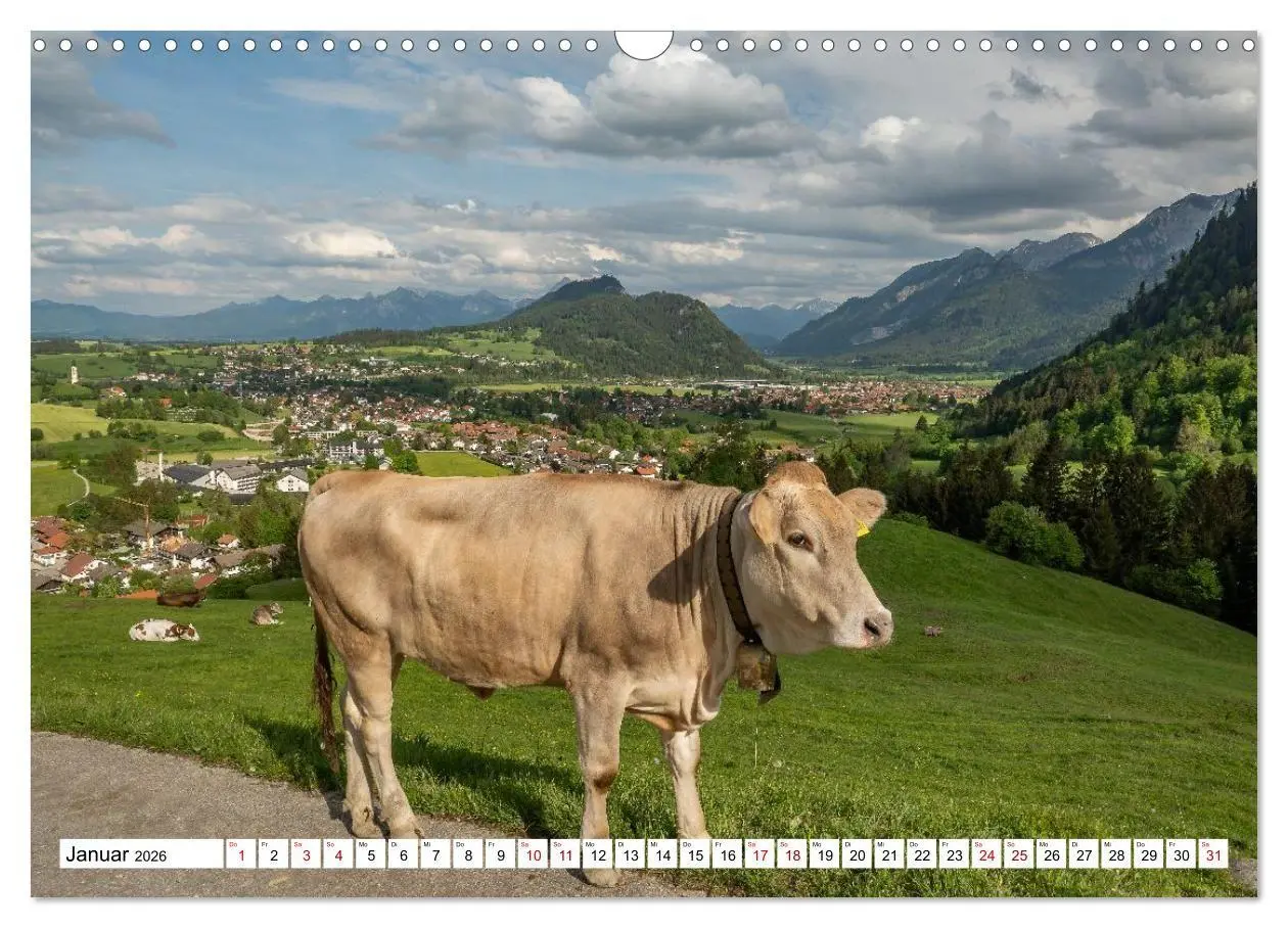 Bild: 9783516696912 | Kuhle Typen (Wandkalender 2026 DIN A3 quer), CALVENDO Monatskalender