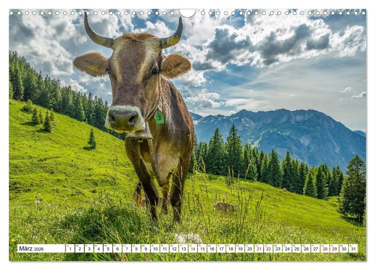 Bild: 9783516696912 | Kuhle Typen (Wandkalender 2026 DIN A3 quer), CALVENDO Monatskalender