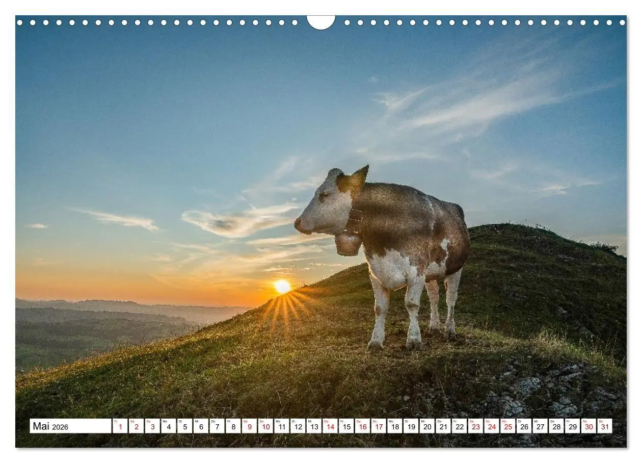 Bild: 9783516696912 | Kuhle Typen (Wandkalender 2026 DIN A3 quer), CALVENDO Monatskalender
