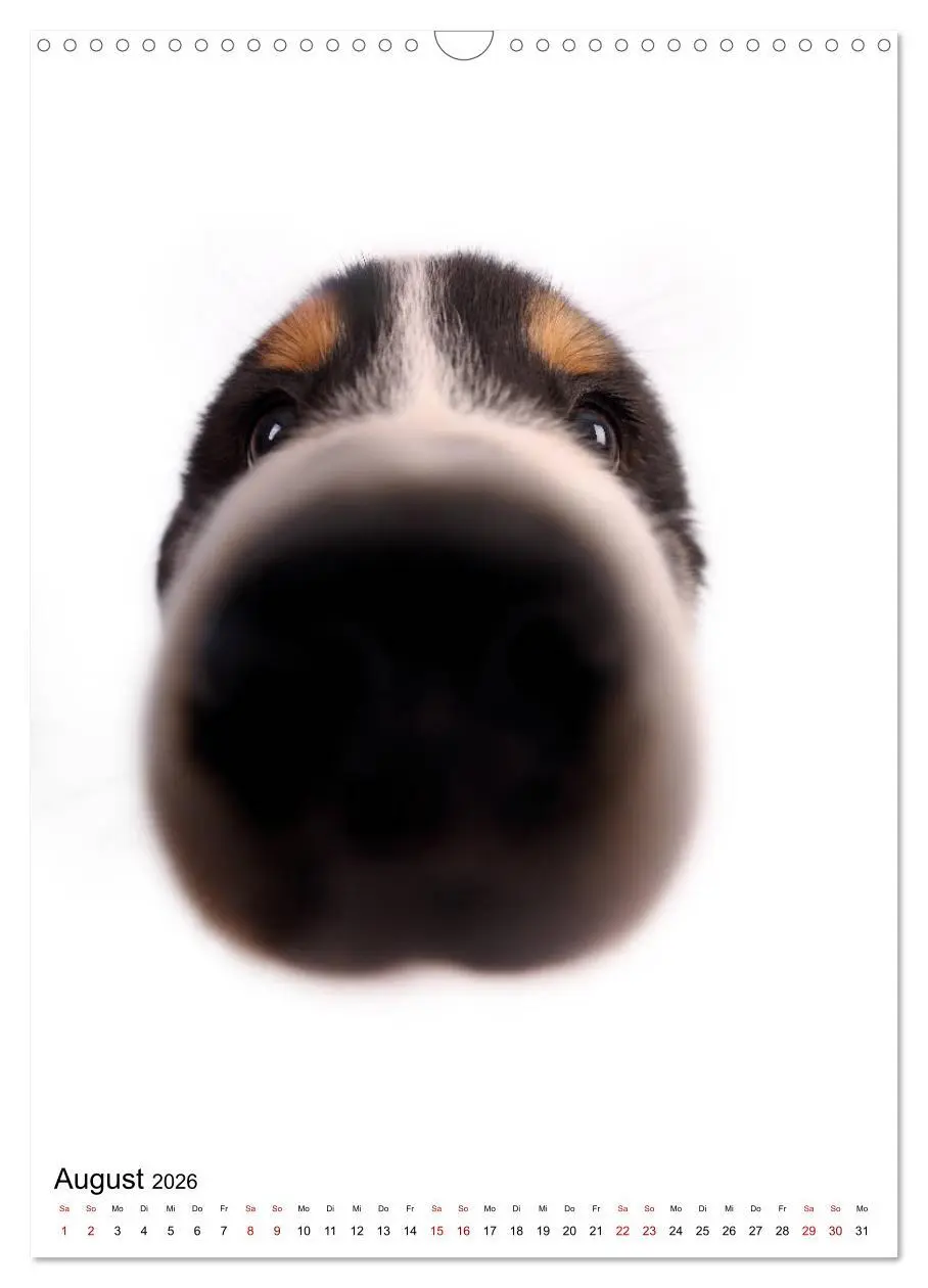 Bild: 9783516417012 | Der Fisheye Tiere Kalender (Wandkalender 2026 DIN A3 hoch),...
