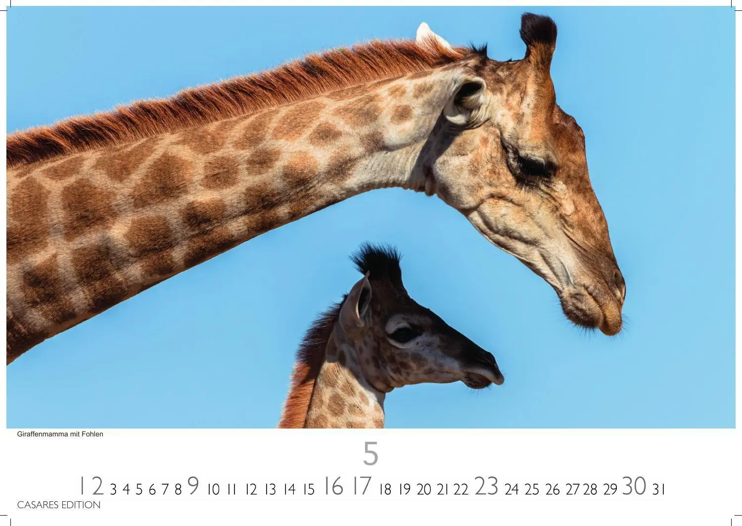 Bild: 9781835247112 | Südafrika Kalender 2027 - Wandkalender Fotokalender Afrika 35x50cm...