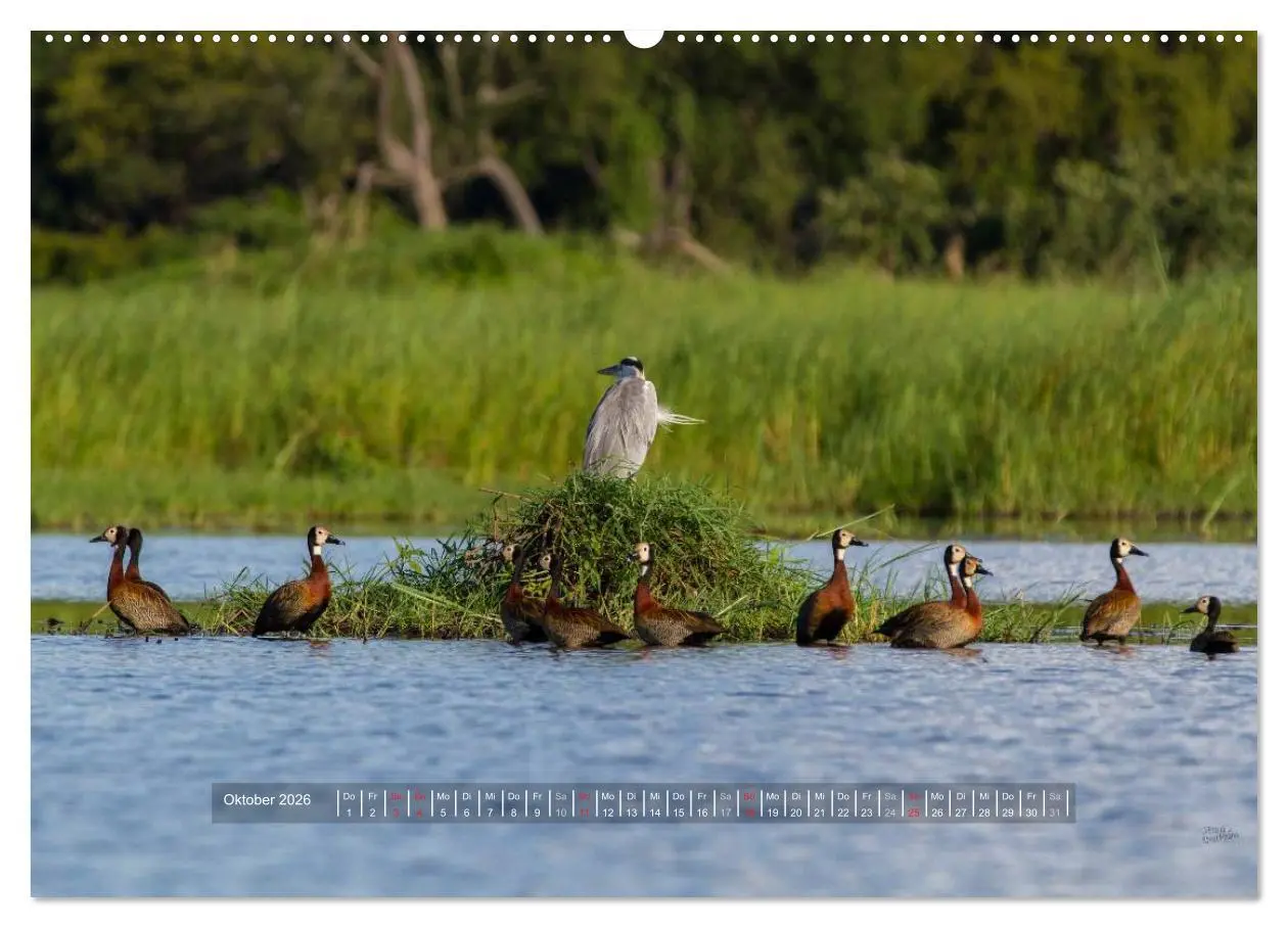 Bild: 9783516197112 | Abenteuer Botswana Afrika - Adventure Botswana (Wandkalender 2026...