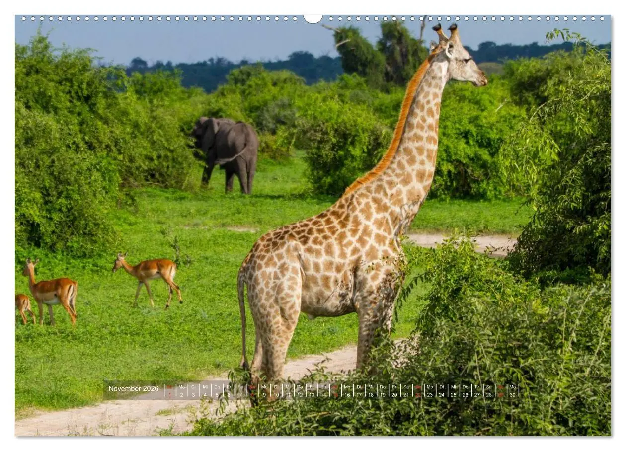 Bild: 9783516197112 | Abenteuer Botswana Afrika - Adventure Botswana (Wandkalender 2026...