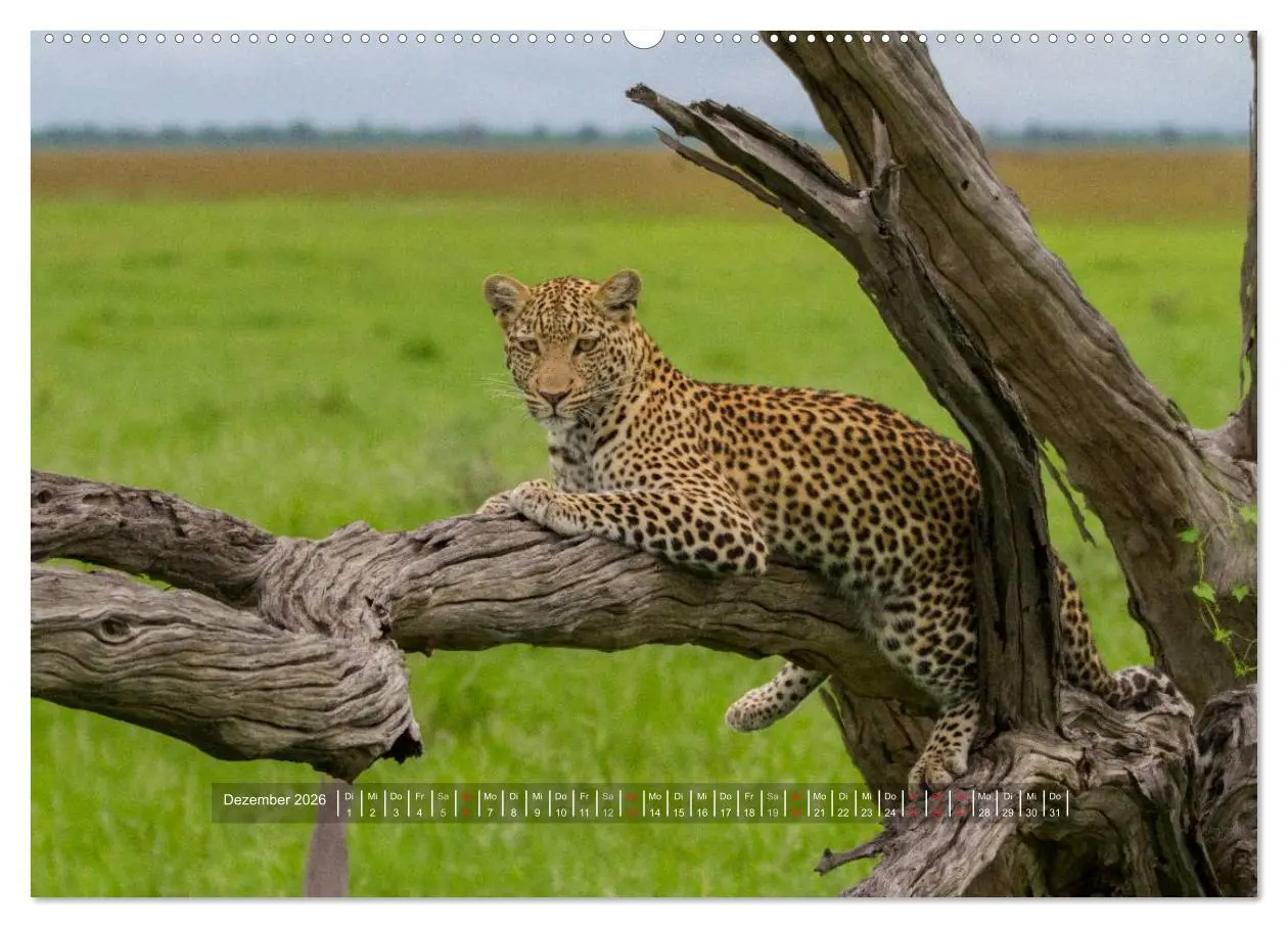Bild: 9783516197112 | Abenteuer Botswana Afrika - Adventure Botswana (Wandkalender 2026...