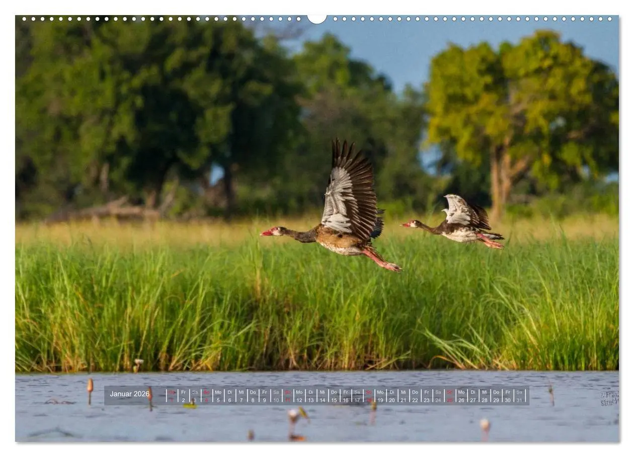 Bild: 9783516197112 | Abenteuer Botswana Afrika - Adventure Botswana (Wandkalender 2026...