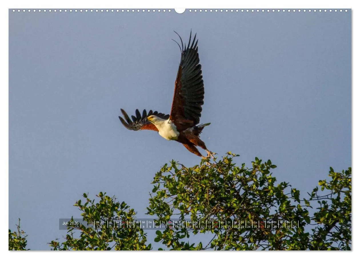 Bild: 9783516197112 | Abenteuer Botswana Afrika - Adventure Botswana (Wandkalender 2026...