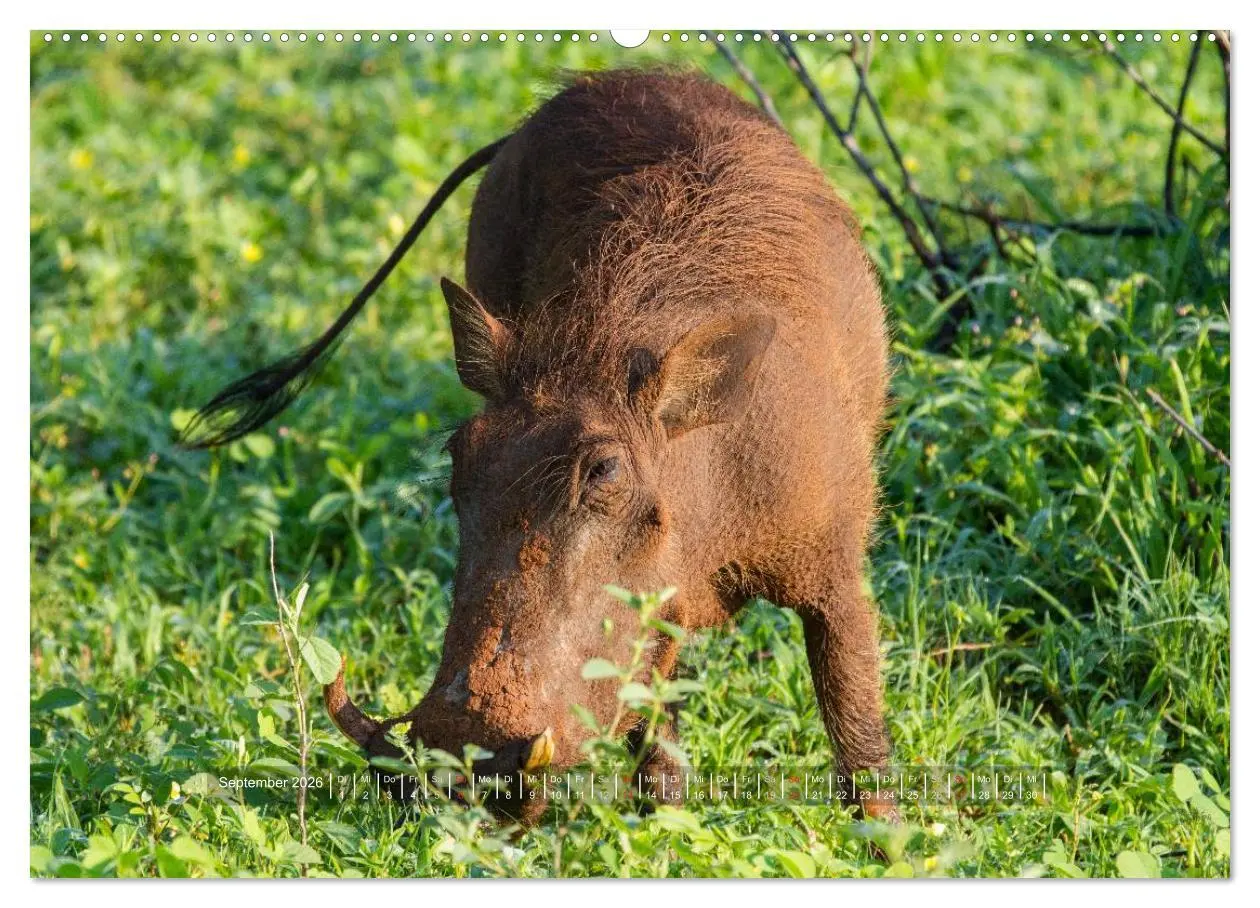 Bild: 9783516197112 | Abenteuer Botswana Afrika - Adventure Botswana (Wandkalender 2026...
