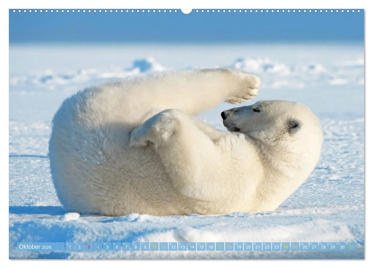 Bild: 9783516647112 | Eisbären: Lebenskünstler im Eis (hochwertiger Premium Wandkalender...