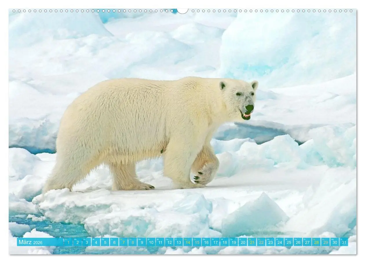 Bild: 9783516647112 | Eisbären: Lebenskünstler im Eis (hochwertiger Premium Wandkalender...