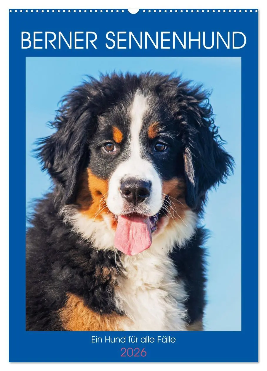 Cover: 9783516257212 | Berner Sennenhund - Ein Hund für alle Fälle (Wandkalender 2026 DIN...