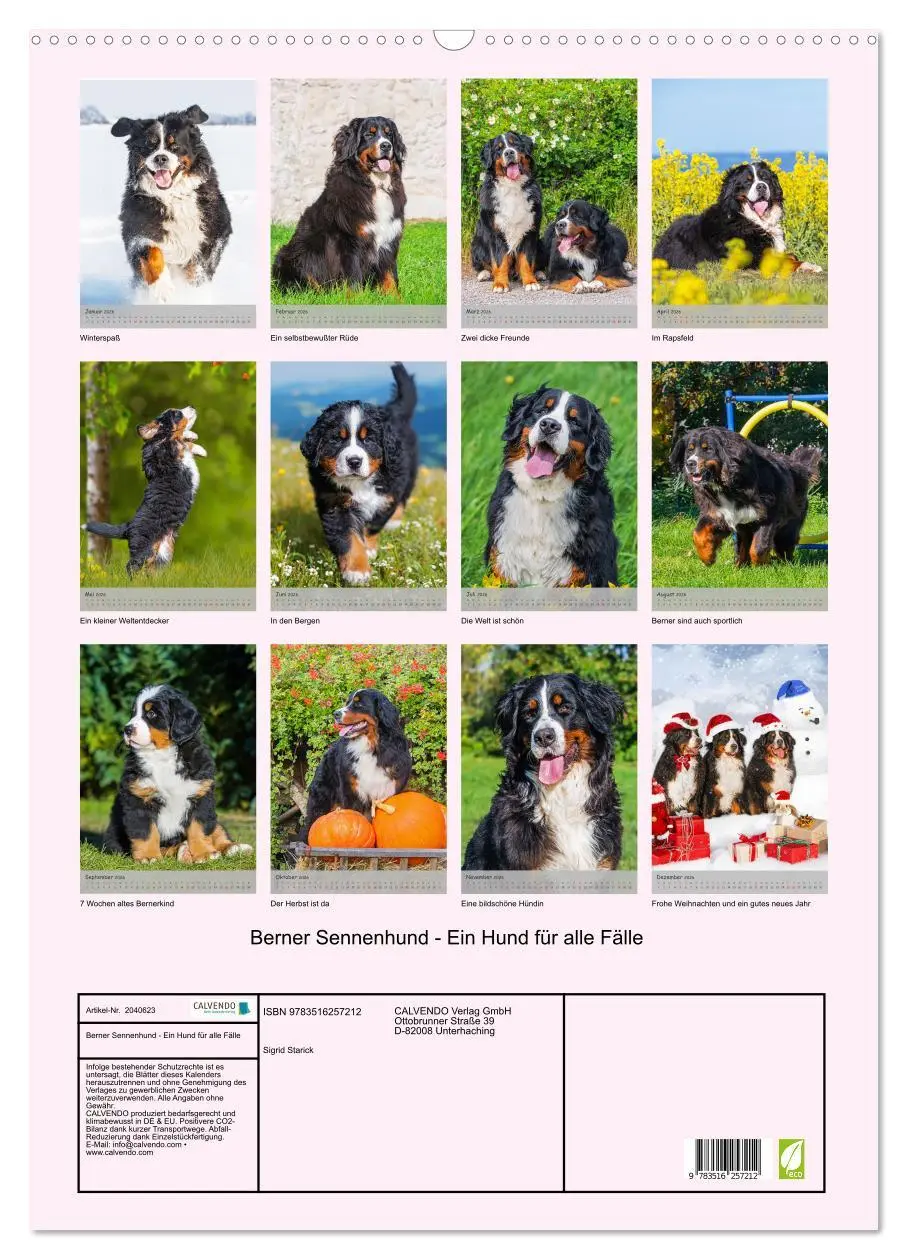 Bild: 9783516257212 | Berner Sennenhund - Ein Hund für alle Fälle (Wandkalender 2026 DIN...