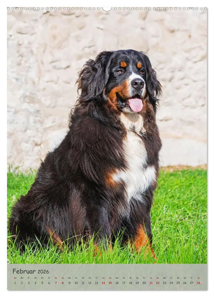 Bild: 9783516257212 | Berner Sennenhund - Ein Hund für alle Fälle (Wandkalender 2026 DIN...