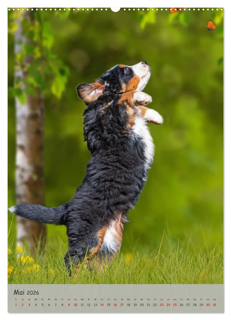 Bild: 9783516257212 | Berner Sennenhund - Ein Hund für alle Fälle (Wandkalender 2026 DIN...