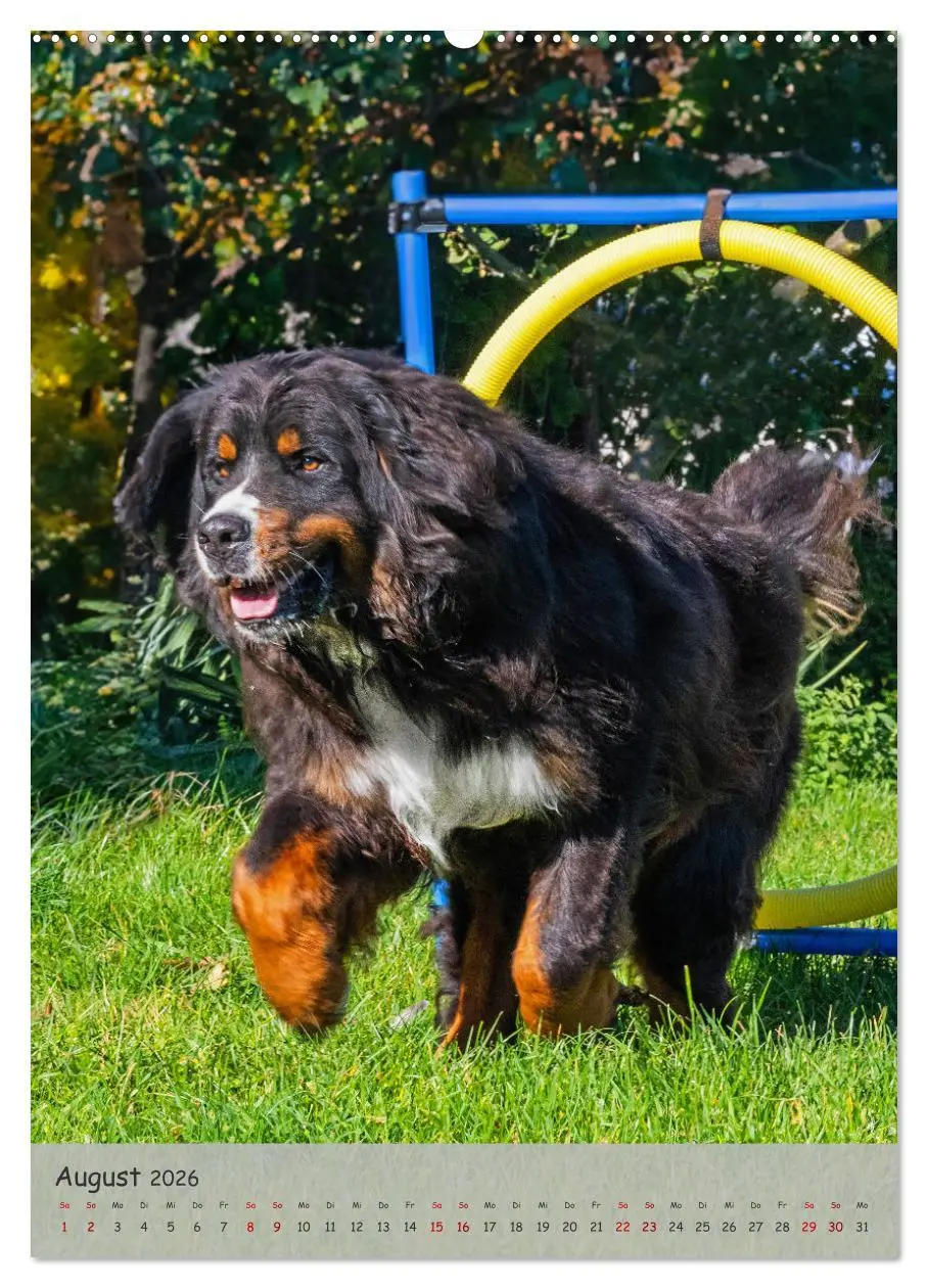 Bild: 9783516257212 | Berner Sennenhund - Ein Hund für alle Fälle (Wandkalender 2026 DIN...