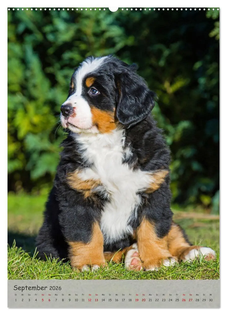 Bild: 9783516257212 | Berner Sennenhund - Ein Hund für alle Fälle (Wandkalender 2026 DIN...