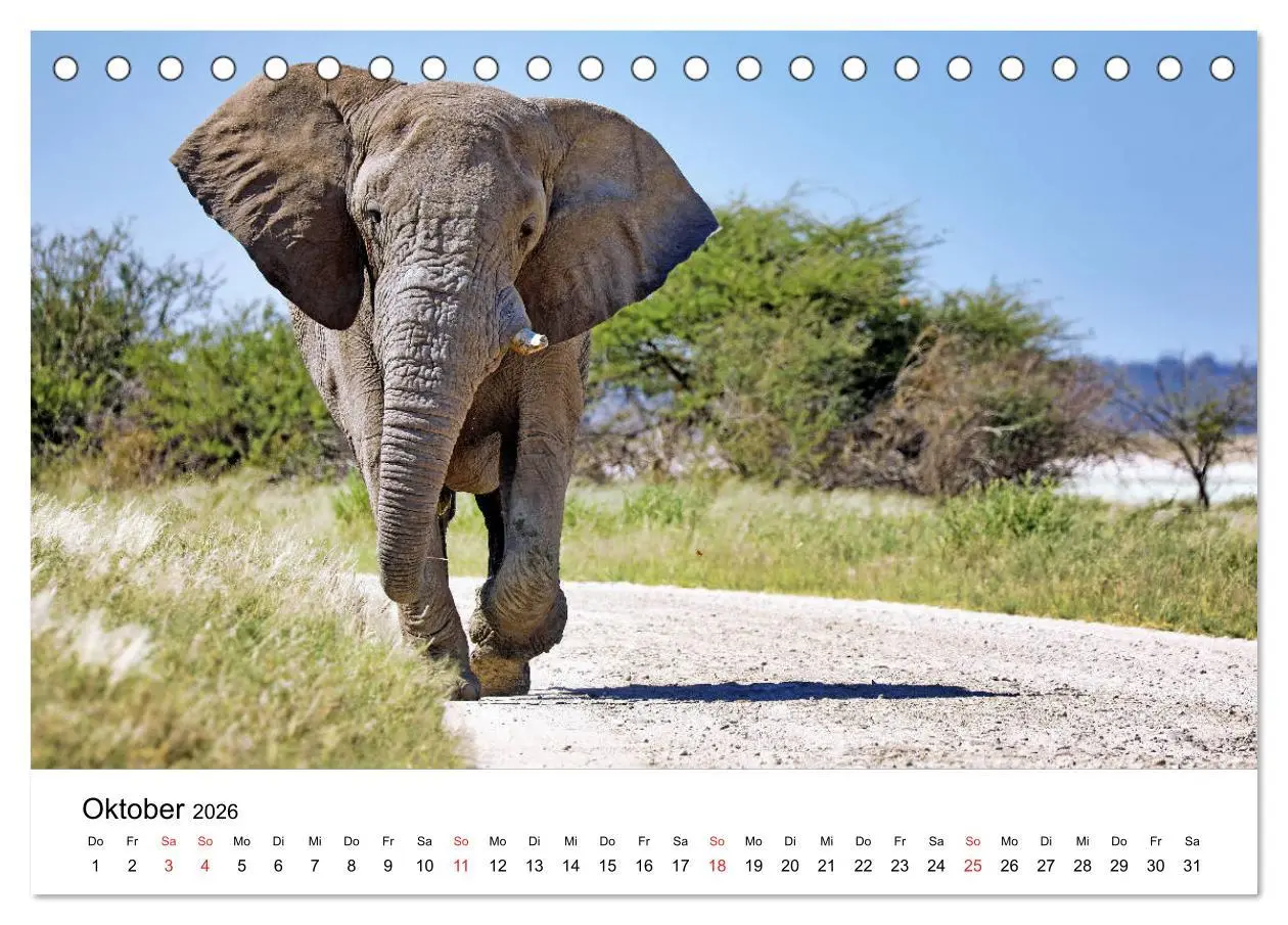 Bild: 9783457777312 | Namibias Elefanten (Tischkalender 2026 DIN A5 quer), CALVENDO...