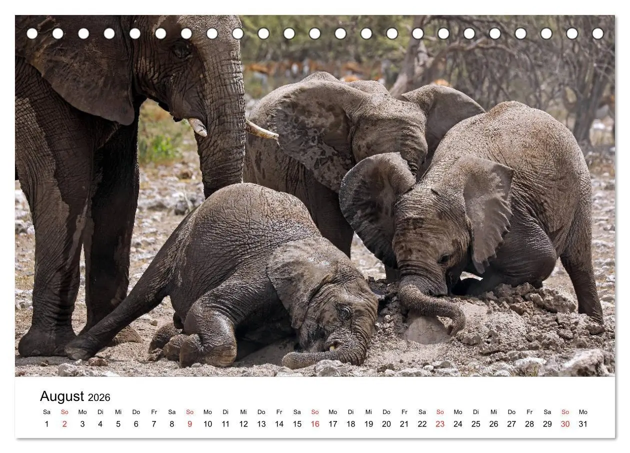 Bild: 9783457777312 | Namibias Elefanten (Tischkalender 2026 DIN A5 quer), CALVENDO...