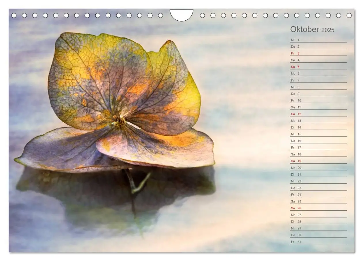 Bild: 9783435507412 | Die Hortensie und ihre vielen Gesichter (Wandkalender 2025 DIN A4...