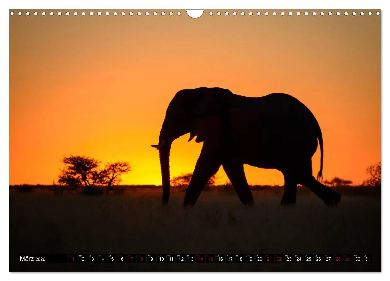 Bild: 9783457907412 | Faszination Botswana (Wandkalender 2026 DIN A3 quer), CALVENDO...