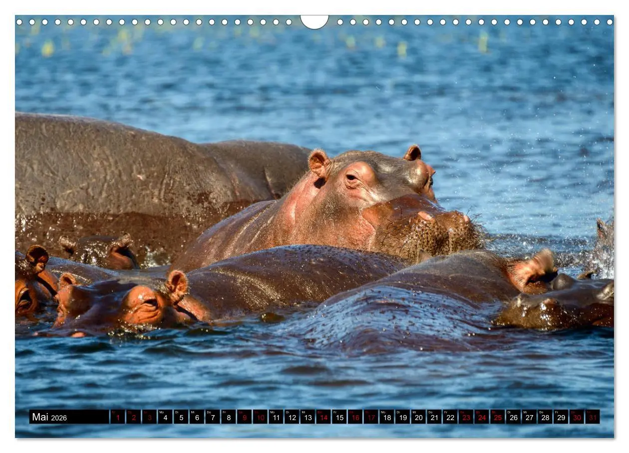 Bild: 9783457907412 | Faszination Botswana (Wandkalender 2026 DIN A3 quer), CALVENDO...
