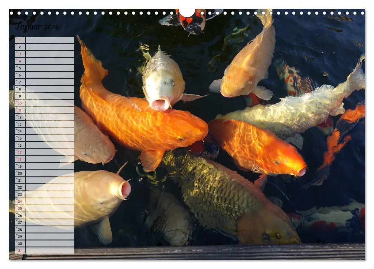 Bild: 9783457747612 | Koikichi Kalender 2026 (Wandkalender 2026 DIN A3 quer), CALVENDO...