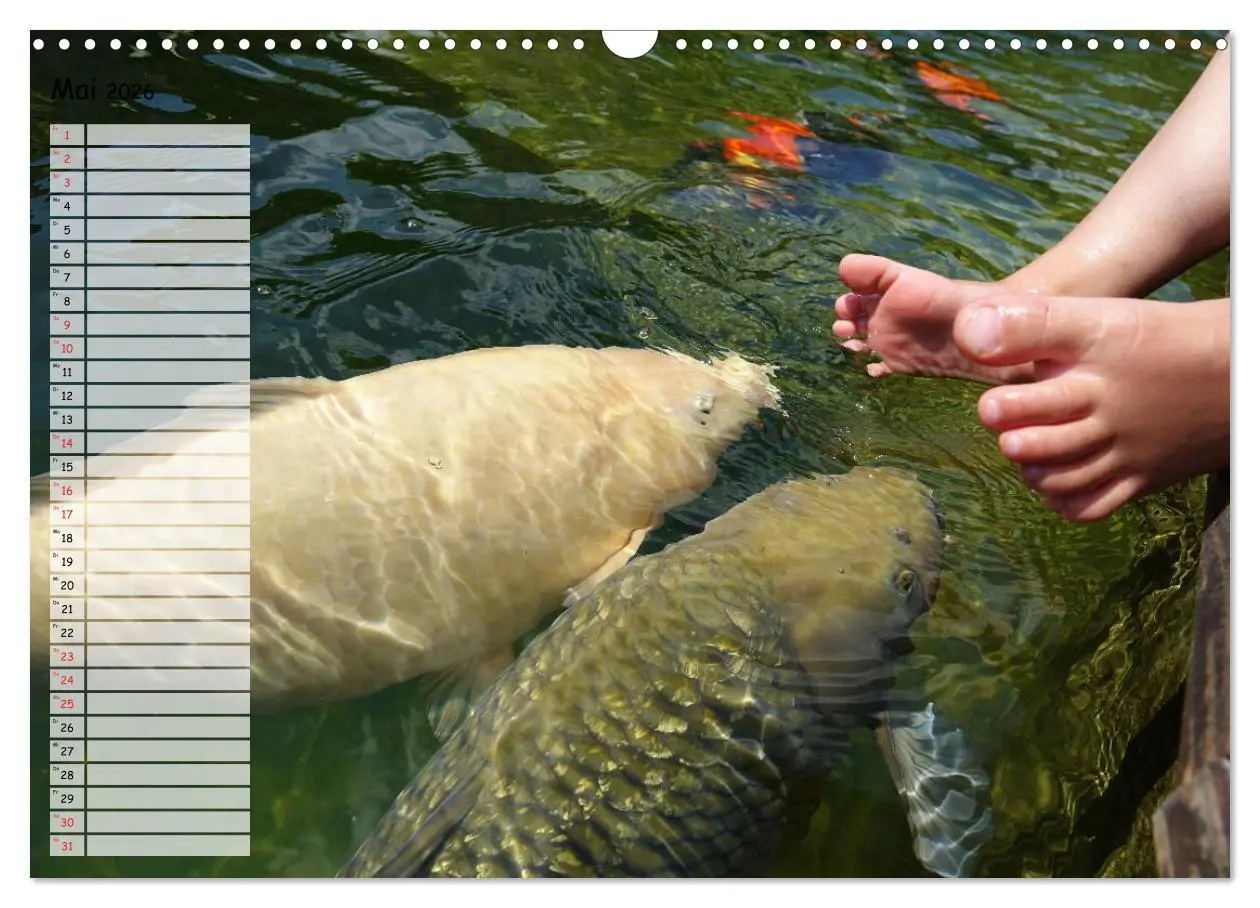 Bild: 9783457747612 | Koikichi Kalender 2026 (Wandkalender 2026 DIN A3 quer), CALVENDO...