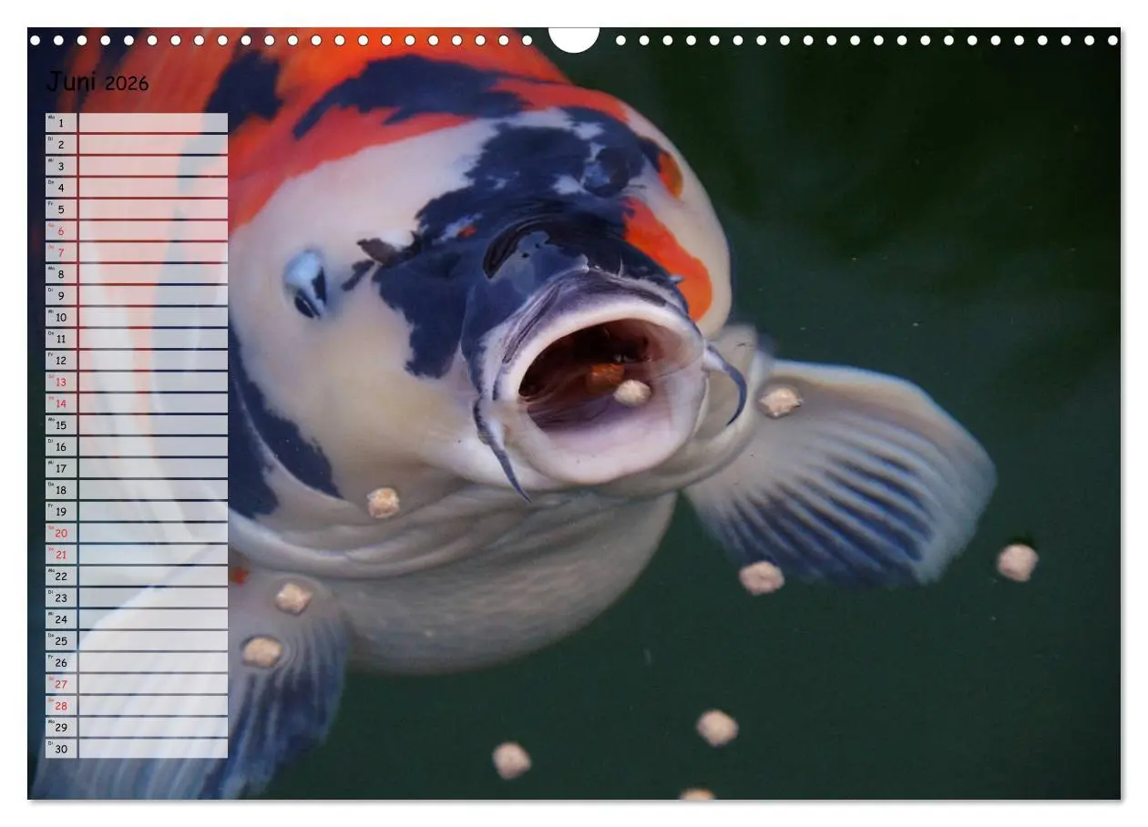 Bild: 9783457747612 | Koikichi Kalender 2026 (Wandkalender 2026 DIN A3 quer), CALVENDO...