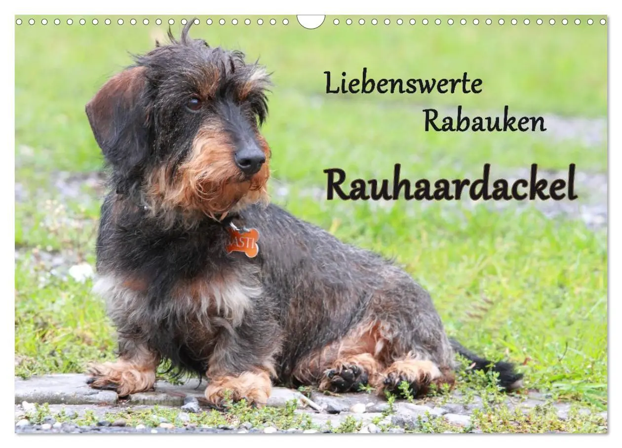 Cover: 9783516147612 | Liebenswerte Rabauken Rauhaardackel / CH-Version (Wandkalender 2026...