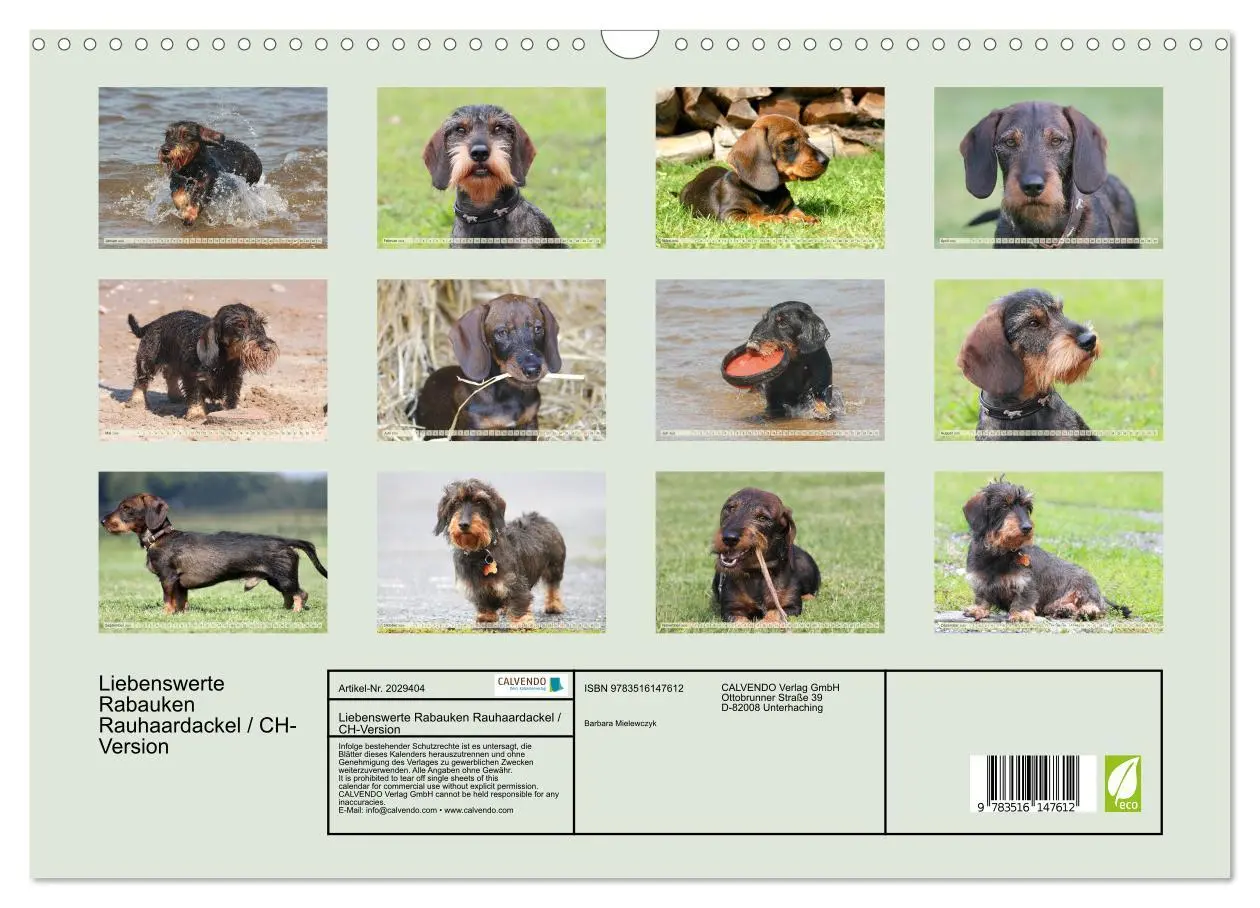 Bild: 9783516147612 | Liebenswerte Rabauken Rauhaardackel / CH-Version (Wandkalender 2026...