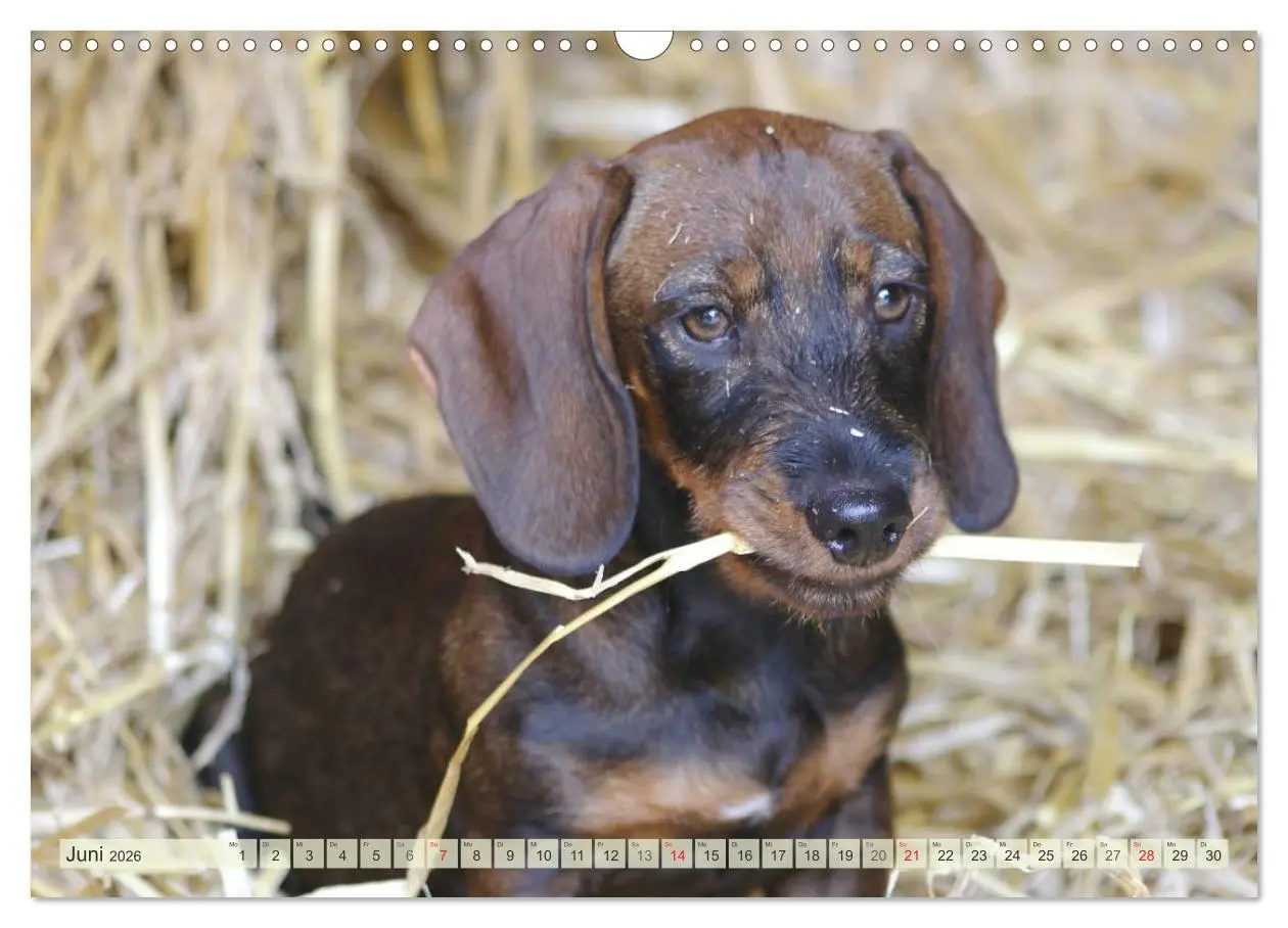 Bild: 9783516147612 | Liebenswerte Rabauken Rauhaardackel / CH-Version (Wandkalender 2026...