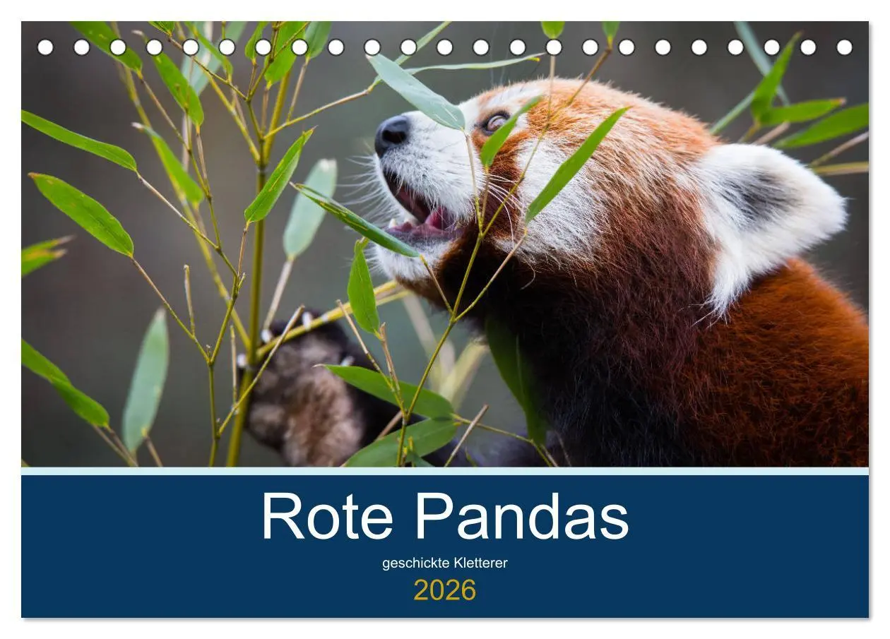 Cover: 9783457727812 | Rote Pandas - geschickte Kletterer (Tischkalender 2026 DIN A5...