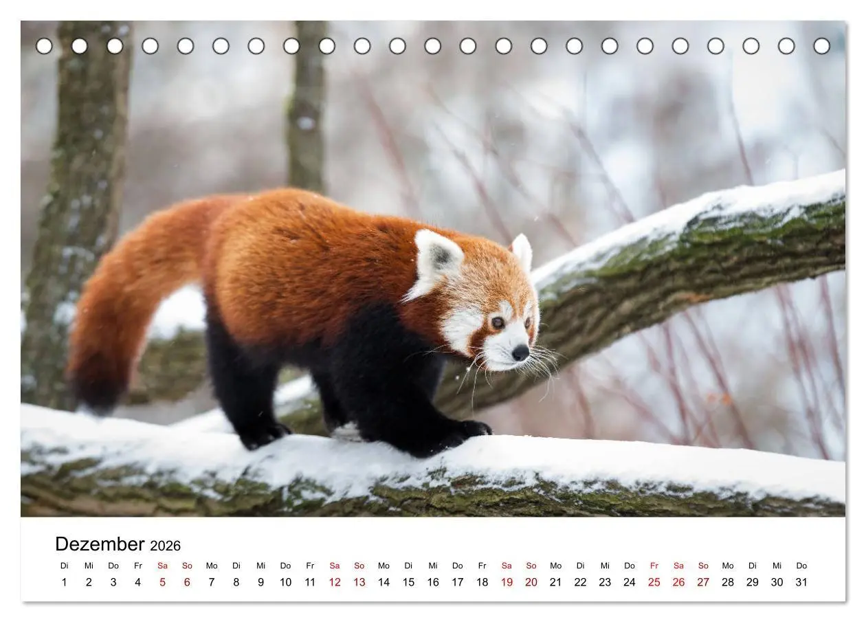 Bild: 9783457727812 | Rote Pandas - geschickte Kletterer (Tischkalender 2026 DIN A5...